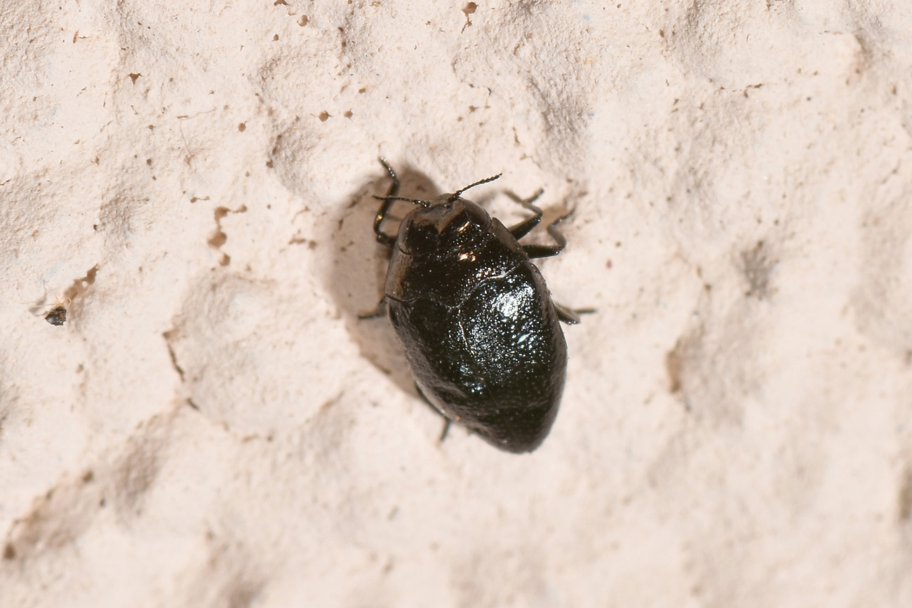 Buprestidae: E'' un Trachys troglodytes? S.